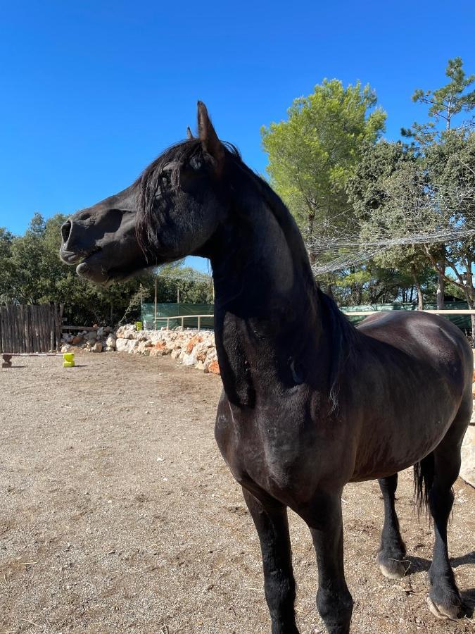 Les Gites Du Parc Animalier De Ginasservis Buitenkant foto
