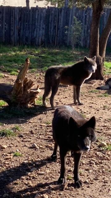 Les Gites Du Parc Animalier De Ginasservis Buitenkant foto