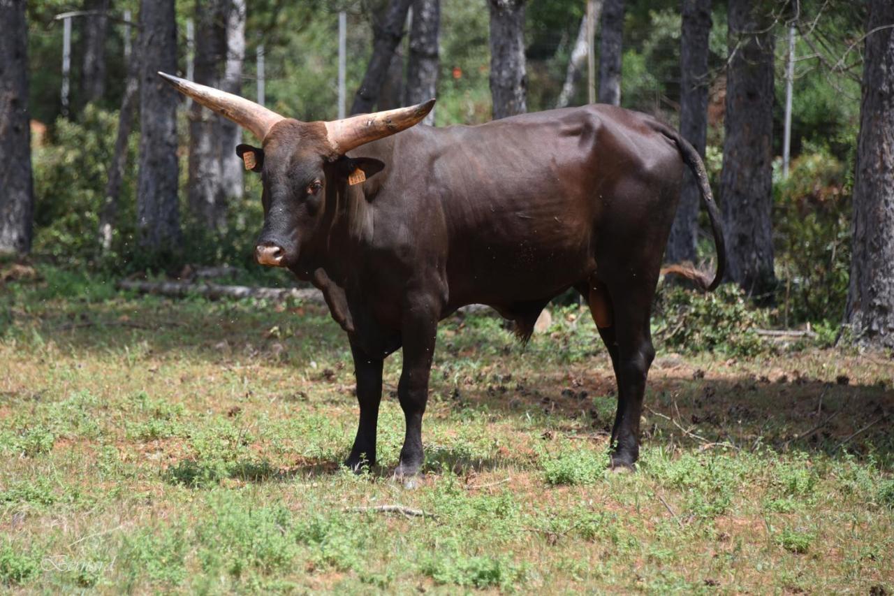 Les Gites Du Parc Animalier De Ginasservis Buitenkant foto