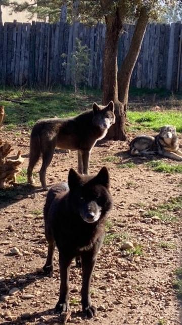 Les Gites Du Parc Animalier De Ginasservis Buitenkant foto